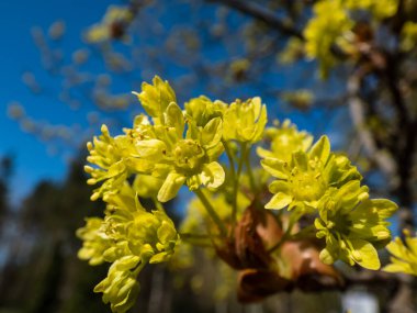 Macro shot of yellow and green maple tree blossoms in spring in bright sunlight with blue sky in background. Close-up picture of maple flowers of tree branch