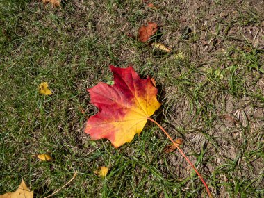 Close-up shot of big maple leaves on the ground in autumn. Maple leaf changing colours from green to yellow, orange, red and brown. Leaf with pigments - anthocyanin, chlorophyll, carotenoid, tanin