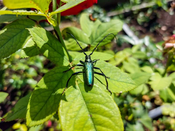 Macro Shot Adult Musk Beetle Aromia Moschata Very Long Antennae — Fotografia de Stock