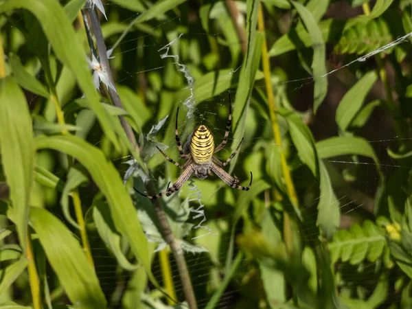 Argiope Bruennichi 사진을 초목들 사이에 거미줄에 매달려 복부에 인상적 노란색 — 스톡 사진