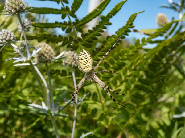 Macro Photo Une Araignée Guêpe Argiope Bruennichi Adulte Femelle Portant — Photo