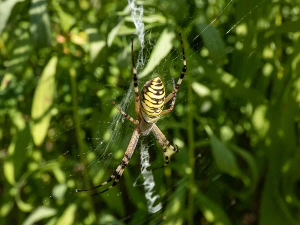 Argiope Bruennichi 사진을 초목들 사이에 거미줄에 매달려 복부에 인상적 노란색 — 스톡 사진