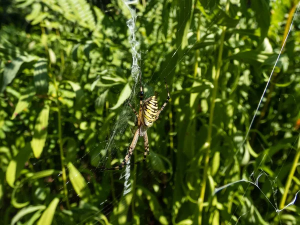 Macro Shot Adult Female Wasp Spider Argiope Bruennichi Showing Striking — ストック写真