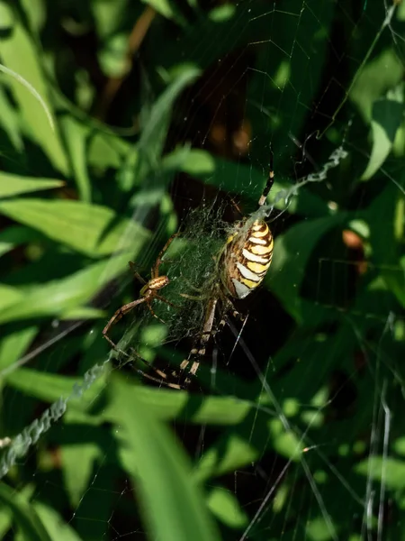 Дорослий Чоловік Жінка Оса Павук Argiope Bruennichi Жовтими Чорними Позначками — стокове фото