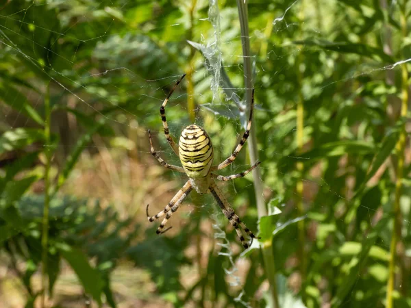 Macro Shot Adult Female Wasp Spider Argiope Bruennichi Showing Striking — ストック写真