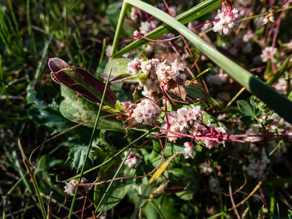 Dodder Lesser Dodder Hellweed Strangle Tare Cuscuta Epithymum Parasitic Plant — Fotografia de Stock