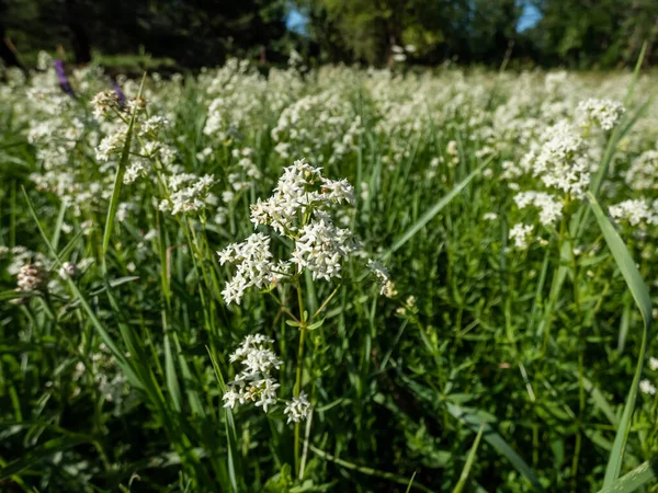 Macro Shot Single Flower Northern Bedstraw Galium Boreale Grassland Summer — Stockfoto