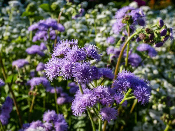 Beautiful Ornamental Plant Flossflower Bluemink Blueweed Pussy Foot Mexican Paintbrush — Fotografia de Stock