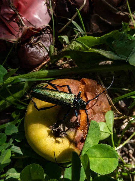 Adult Musk Beetle Aromia Moschata Very Long Antennae Coppery Greenish — Photo