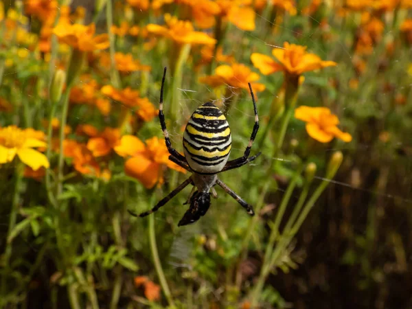 성충인 Argiope Bruennichi 사진을 오렌지색 사이에 거미집에 매달려 노란색 검은색의 — 스톡 사진