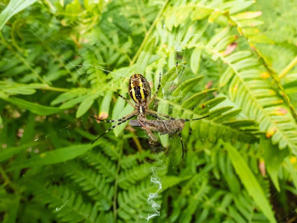 腹部に黄色と黒のマーキングが施された成虫の雌ワスプクモ アルギペ ブルネニチ が巣の上に吊るされ 獲物が捕らえられ 食べられる前に包まれている クモ食虫 — ストック写真