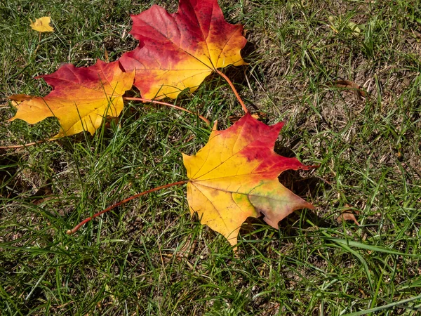 Close-up shot of big maple leaves on the ground in autumn. Maple leaf changing colours from green to yellow, orange, red and brown. Leaf with pigments - anthocyanin, chlorophyll, carotenoid, tanin