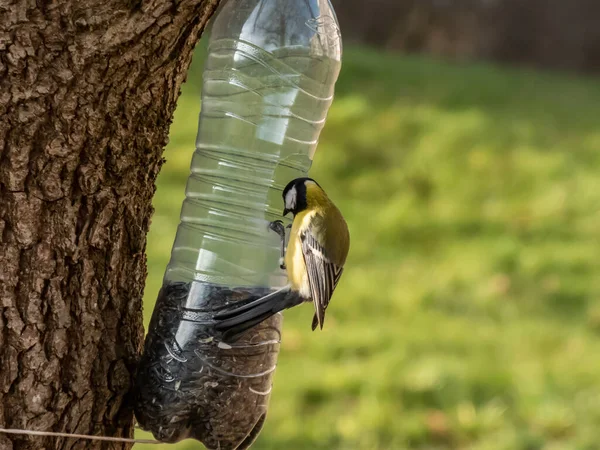 Great Tit Parus Major Visiting Bird Feeder Made Reused Plastic — Stock Fotó