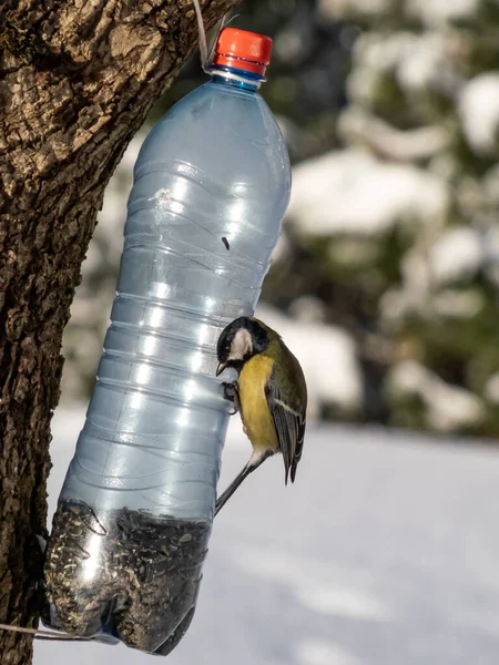 Great Tit Parus Major Visiting Bird Feeder Made Reused Plastic — Photo