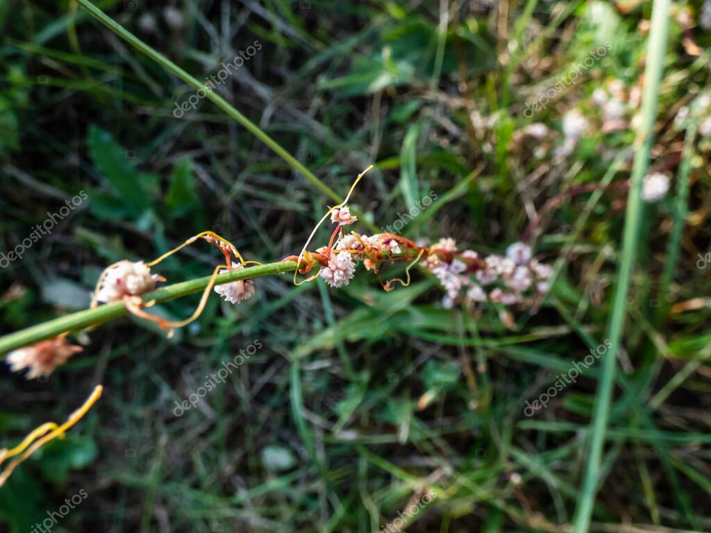 Macro of white flower of dodder, hellweed or strangletare (Cuscuta