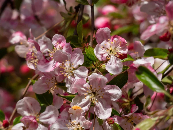 明るい太陽の下で黄色の雄しべを持つピンクと白のリンゴの木の花のクローズアップショット 小さな緑色の葉の間に果実の木の花 春の美しいピンクの花の風景 — ストック写真