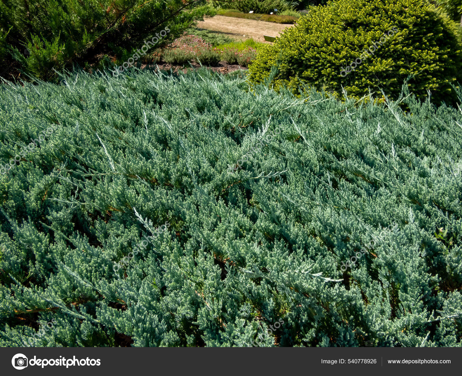 Blue Creeping Juniper