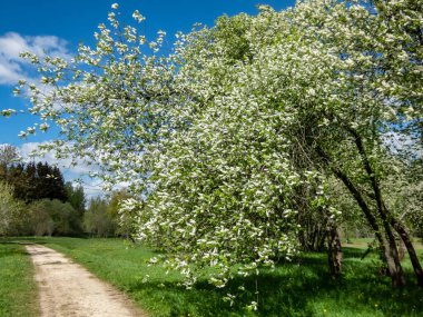 Small tree - the Bird cherry, hackberry, hagberry or Mayday tree (Prunus padus) in full bloom. Fragrant white flowers in pendulous long clusters (racemes) in spring