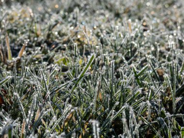 Güzel, parlak yeşil çimenler soğuk kış sabahının erken saatlerinde büyük, beyaz, buz kristalleriyle kaplı. Parlak güneş ışığı altında pırlanta gibi parlayan çimenlerin üzerindeki buz