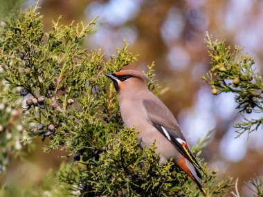 Beautiful bohemian waxwing (Bombycilla garrulus) with grey plumage, black markings, pointed crest sitting on and feeding in evergreen shrub - juniper with blue berry-like cones