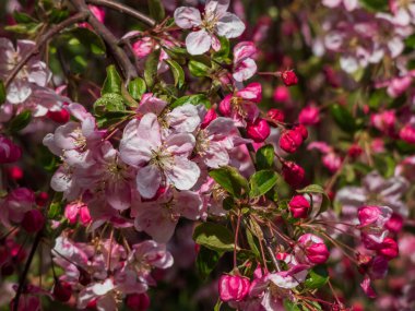 Close-up shot of pink and white apple tree blossoms with yellow stamens in bright sunlight. Fruit tree flowers among small green leaves. Beautiful pink floral scenery in spring