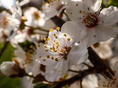 Beyaz erik ağacının çiçeğinin yakın çekimi baharda bir meyve bahçesinde büyür altın saat ışıklarıyla parlak gün ışığında. Güzel çiçekli arka plan
