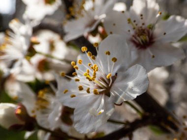 Beyaz erik ağacının çiçeğinin yakın çekimi baharda bir meyve bahçesinde büyür altın saat ışıklarıyla parlak gün ışığında. Güzel çiçekli arka plan