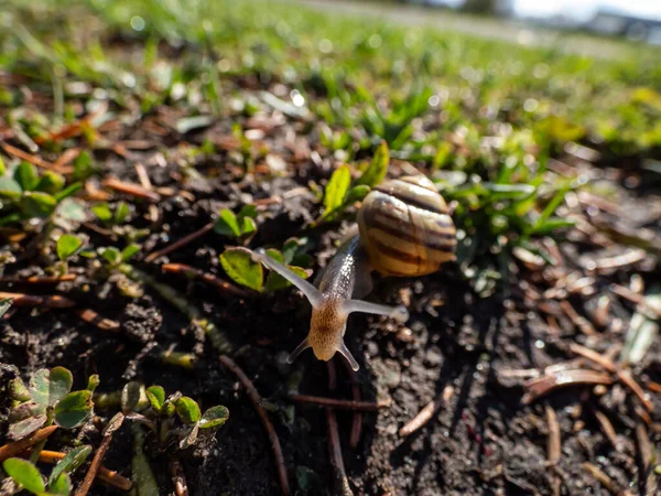 Macro Cliché Escargot Rayé Escargot Lèvres Blanches Escargot Rayé Jardin — Photo