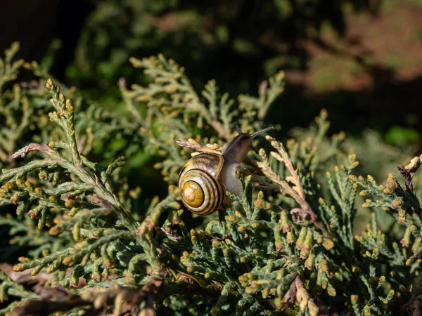 Macro Photo Escargot Rayé Escargot Lèvres Blanches Escargot Rayé Jardin — Photo