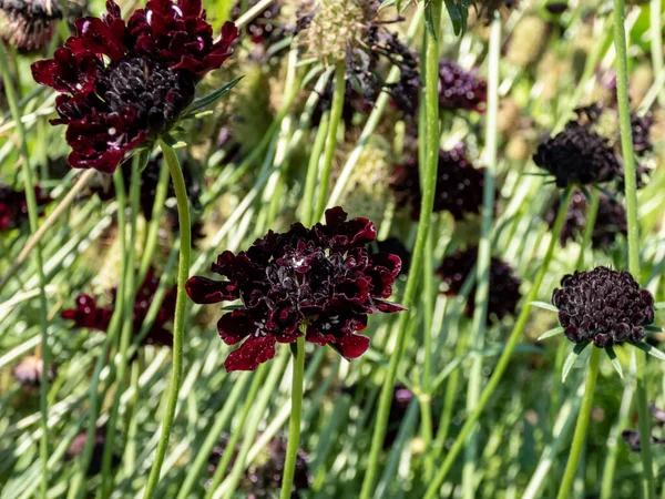 Macro Shot Dark Red Flower Scabious Pincushion Flower Scabiosa Garden — Stockfoto