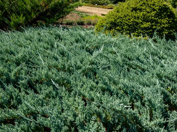 Close-up of Creeping juniper (juniperus horizontalis) 'Blue Chip' is sprawling, evergreen shrub forming a splendid mounded carpet of soft and feathery bright silver blue needles year-around