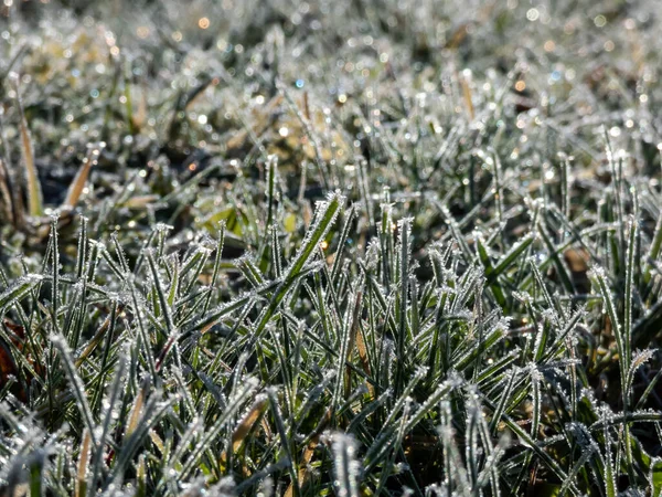 美しい 光沢のある緑の芝生の大きな 早朝の寒い冬の朝に氷の結晶で覆われている 明るい太陽の下でダイヤモンドのように輝く草の上の氷 — ストック写真