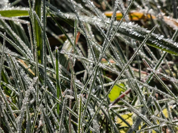 Indah Mengkilap Rumput Hijau Ditutupi Dengan Besar Putih Kristal Awal — Stok Foto