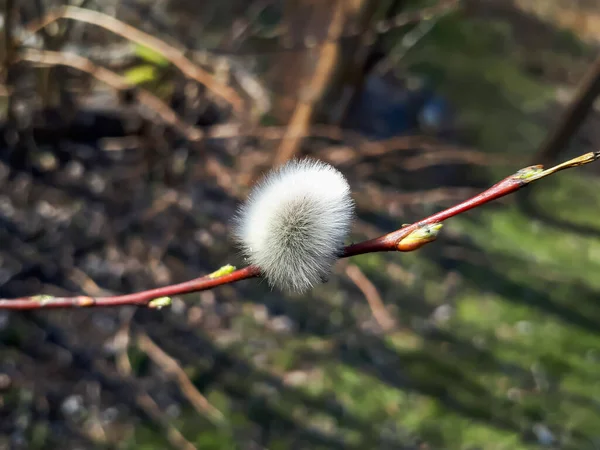 Macro Shot Small Fluffy White Blossoming Pussy Willow First Signs — Fotografia de Stock