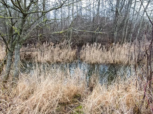 Blick Auf Einen Wassergraben Mit Deutlich Sichtbarem Biberpfad Trockenem Gras — Stockfoto