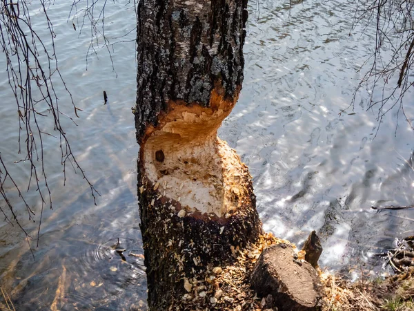 Árbol Abedul Grande Creciente Con Impresionantes Daños Castor Signos Tronco —  Fotos de Stock