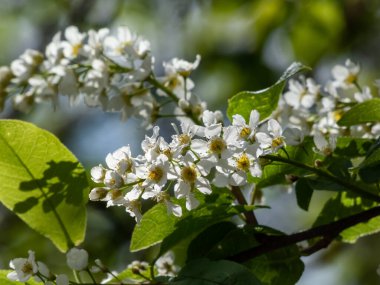 Küçük ağaçların beyaz çiçeklerini yakın plan çekimde kuş kirazı, böğürtlen, böğürtlen ya da mayday ağacı (Prunus padus) tam çiçeklenir. İlkbaharda sarkık uzun kümelerde güzel kokulu beyaz çiçekler.