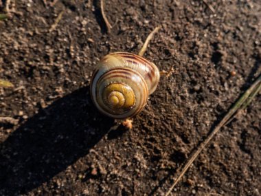 Çizgili salyangoz Macro shot - Beyaz dudaklı salyangoz veya bahçe bantlı salyangoz (Cepaea hortensis) bir kabuk içinde parlak güneş ışığı altında