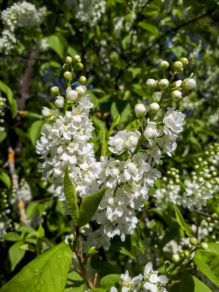 満開の鳥の桜 ハックベリー ハギやメーデーの木 Prunus Padus の白い花のクローズアップショット 春に総状花序に芳香のある白い花を咲かせます — ストック写真