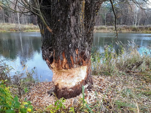 Árbol Grande Crecimiento Con Impresionantes Daños Castor Signos Tronco Madera — Foto de Stock