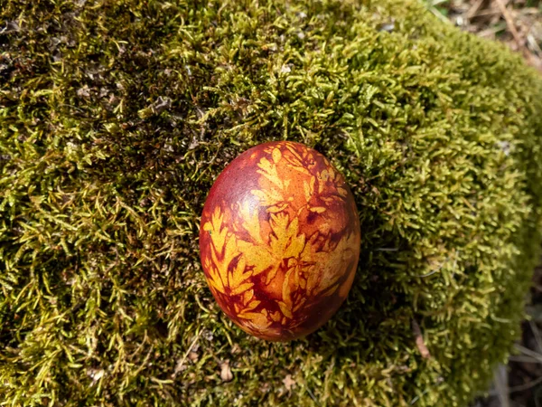 Макро Знімок Одного Великоднього Яйця Прикрашеного Натуральними Рослинами Квітами Відвареного — стокове фото