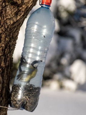 The Great tit (Parus major) visiting bird feeder made from reused plastic bottle with grains on a sunny day in winter. Bird feeder bottle hanging in the tree. DIY plastic bottle feeder
