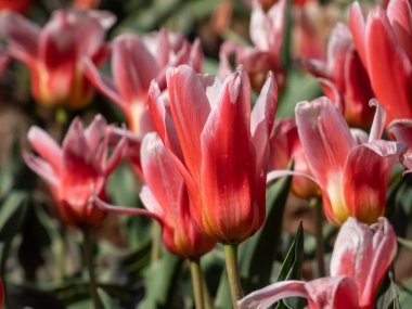 Büyük, gösterişli ve parlak renkli bir grup - pembe, pembe, kırmızı ve turuncu laleler (tulipa) parlak güneş ışığı altında. Çiçek tarlasında açan bahar çiçekleri