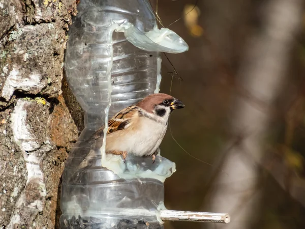 这只桉树麻雀在冬日里用装满谷粒和种子的重复使用的塑料瓶喂鸟 挂在树上的鸟食瓶 — 图库照片