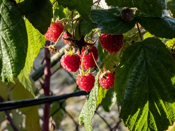Macro Shot Frutas Framboesa Vermelhas Maduras Doces Crescendo Planta Framboesa — Fotografia de Stock