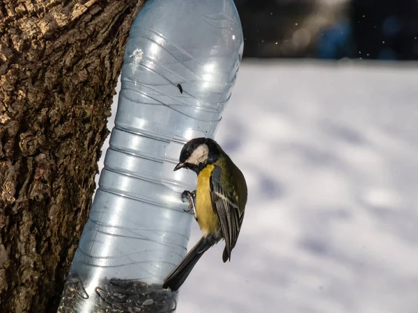 Great Tit Parus Major Visiting Bird Feeder Made Reused Plastic — Fotografia de Stock