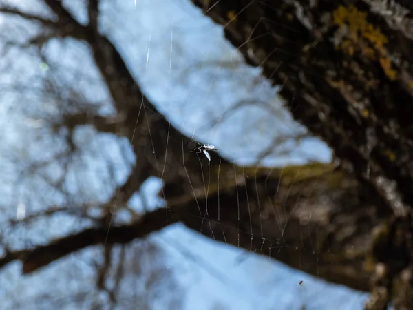 Petit Insecte Pris Dans Une Toile Araignée Suspendue Dans Air — Photo