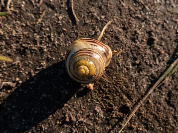 带条纹蜗牛的宏观镜头 白唇蜗牛或花园带条纹蜗牛 Cepaea Hortensis 在明亮的阳光下躺在地上的壳中 — 图库照片