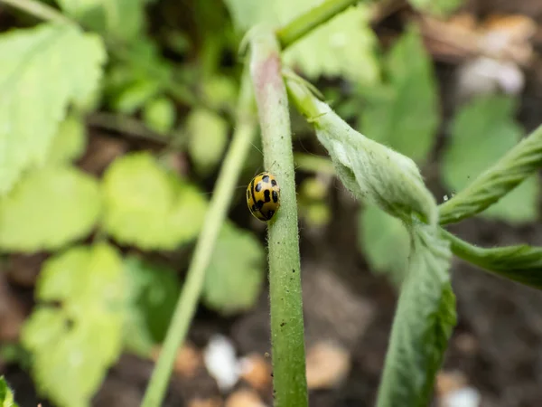 Primo Piano Della Variante Giallo Scarabeo Piccola Signora Propylea Quatuordecimpunctata — Foto Stock