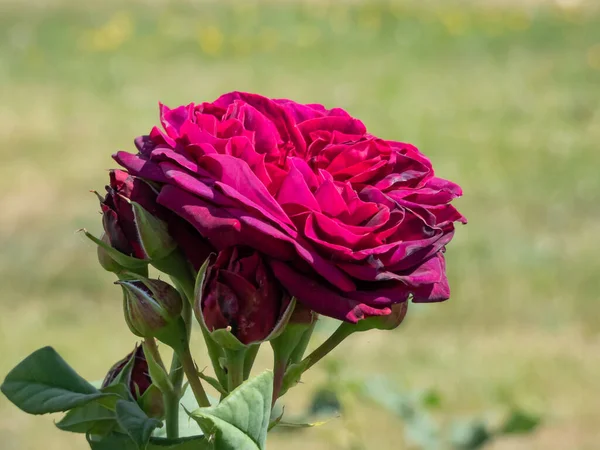 Zbliżenie Róża Grafin Von Hardenberg Pięknymi Kwiatami Które Otwierają Się — Zdjęcie stockowe